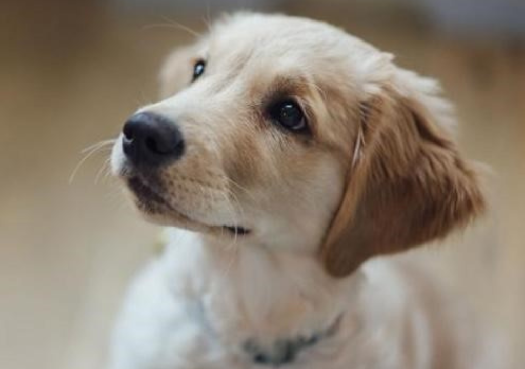 Welcoming a New Puppy: Tips from Trident Dog Training