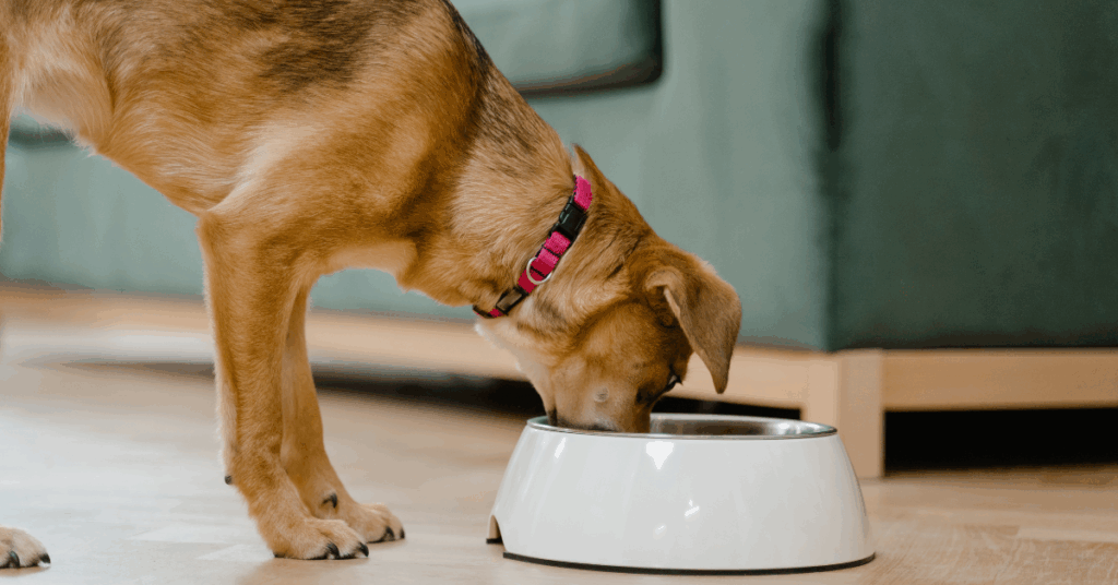 How Your Dog’s Diet Affects Their Behavior